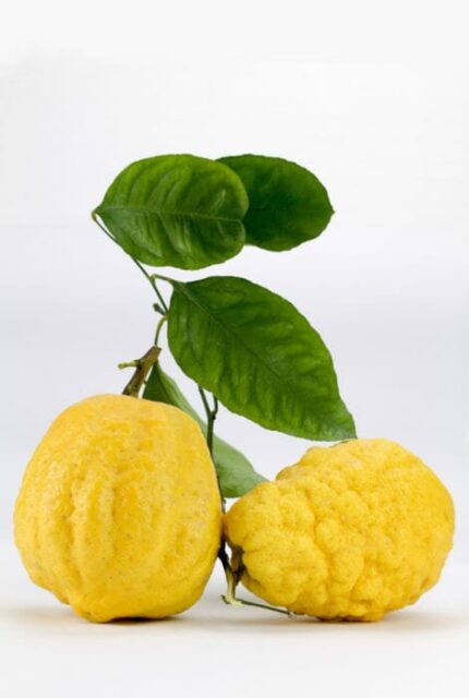 Olio Essenziale di Cedro
