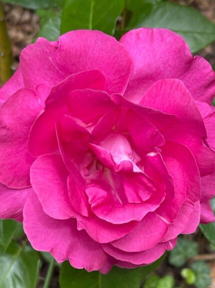 olio essenziale di rosa damascena
