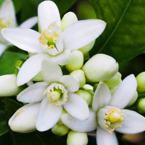 olio essenziale neroli